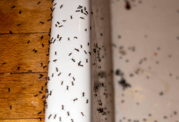Best Wildlife Control Services  in Pawnee, IL